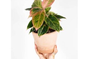 Bild von Papaya Plants Aglaonema ‘Salmon Red’ – CHINESE EVERGREEN