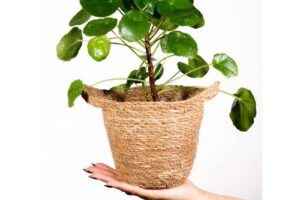 Bild von Papaya Plants PILEA PEPEROMIOIDES ‘SUGAR’