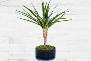 Bild von 123 Flowers Dracena Marginata