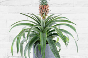 Bild von 123 Flowers Pineapple Plant – Indoor Plants – Indoor Plant Delivery – Plant Delivery – Houseplants – Plant Gifts