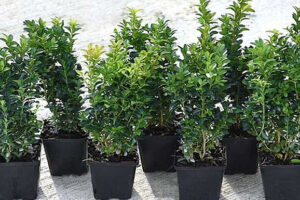 Bild von THOMPSON AND MORGAN Box Hedging – 10, 25 or 50 Plants