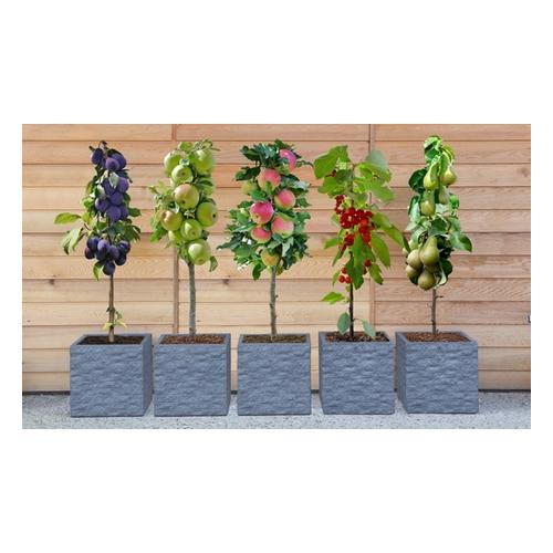 Bild von Five-Plant Mini Fruit Tree Collection (Apple Pear Plum and Cherry)